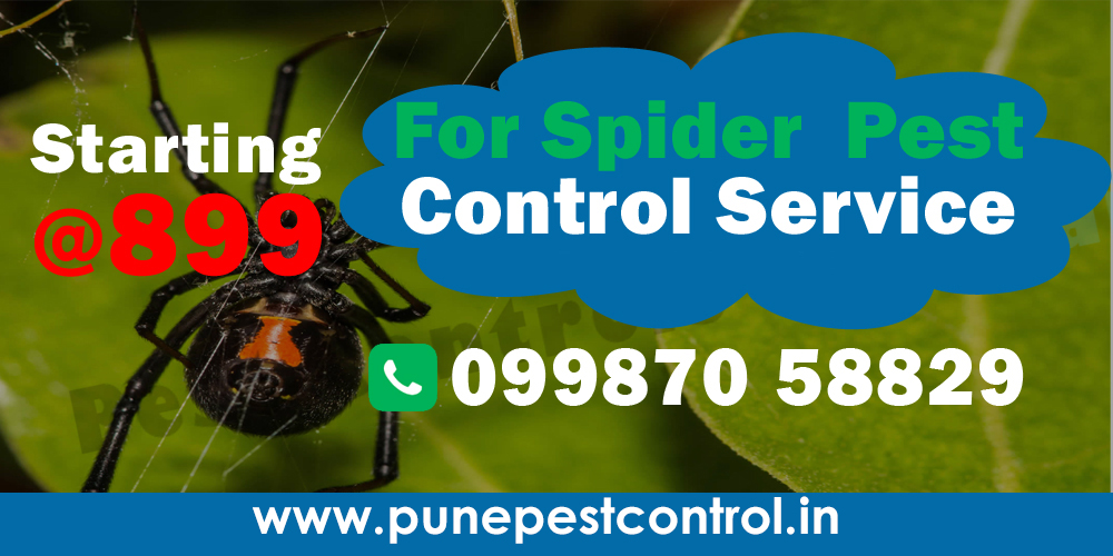 Spider Pest Control